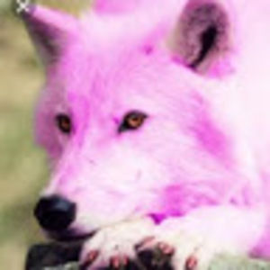 Meet your Posher, Pink